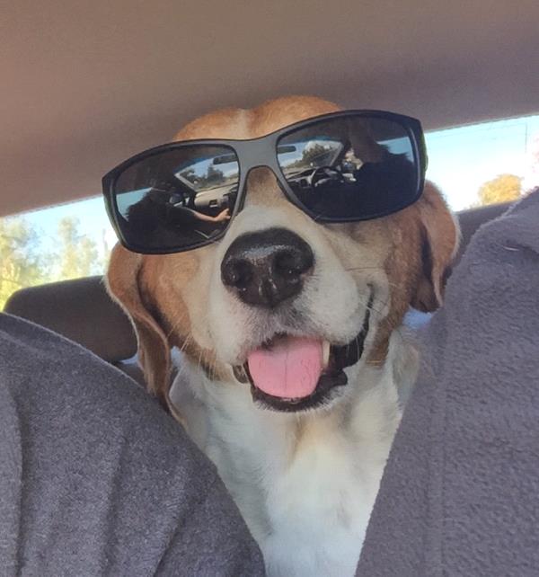 /Images/uploads/Humane Society of Utah/HSUCalendar/entries/1036thumb.jpg